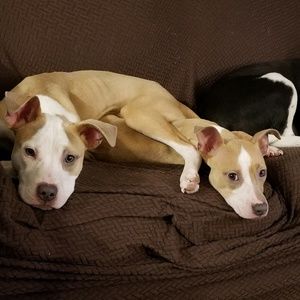 Meet your Posher, Bobbie